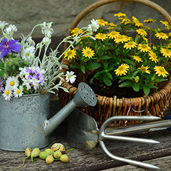 Gardening